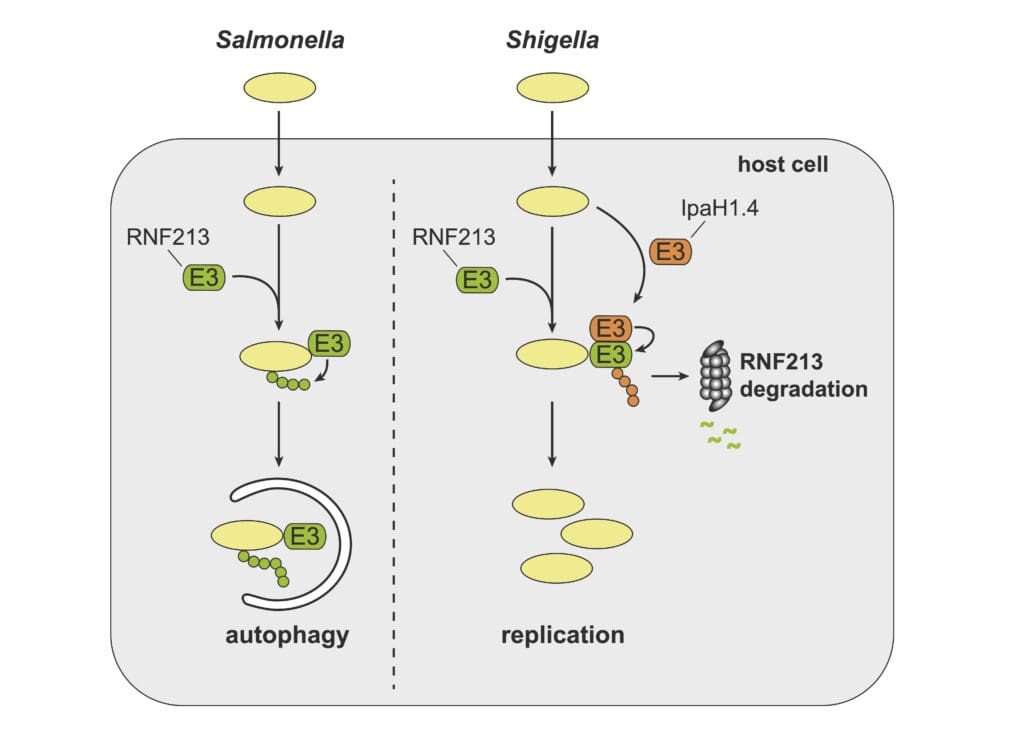 Comparison of Salmonella and Shigella host cell invasion. Gram-negative Salmonella are targeted by the host E3 ligase RNF213, which ubiquitylates bacterial lipopolysaccharide (LPS), marking bacteria for autophagic destruction. However, closely related but cytosol-adapted Shigella avoids the fate of Salmonella. Shigella employs its effector proteins IpaH1.4 - an E3 ubiquitin ligase itself - to ubiquitylate RNF213, leading to its proteasomal degradation and thus preventing the host from tagging Shigella for destruction