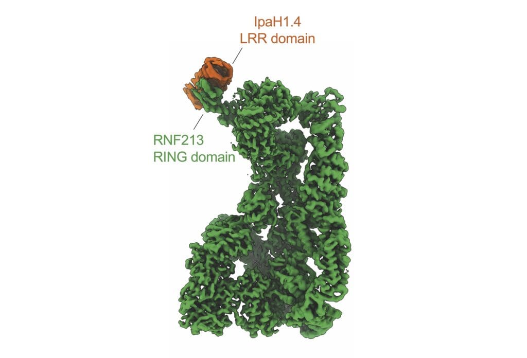 Cryo-EM structure showing how the leucine-rich repeat (LRR) domain of IpaH1.4 binds to the RING domain of RNF213