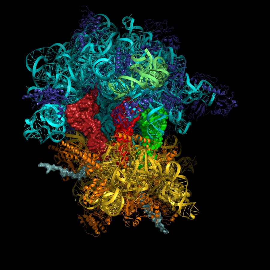 The bacterial ribosome