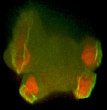 A cell with four macropinocytic cups on its surface. These resemble craters. Each has a domain of PIP3 (orange) occupying its inner face and an encircling ring of actin polymerisation (green) around the lip to drive the membrane outwards.
