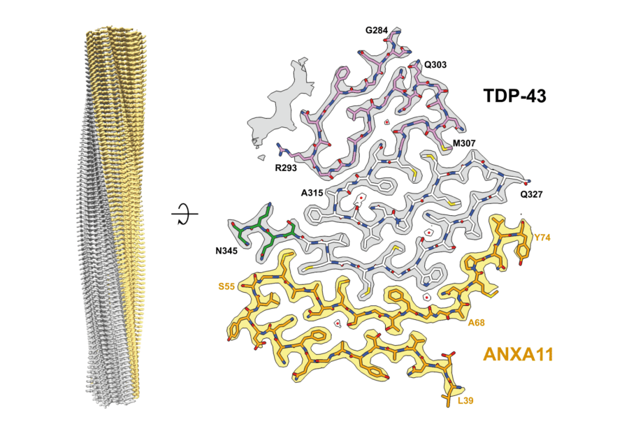 TDP-43 forms heteromeric amyloid filaments with a second protein, annexin A11, in frontotemporal lobar degeneration type C