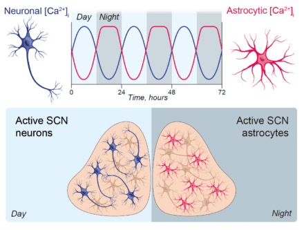 Schematic depiction of oppositely phased activity rhythms of SCN neurons and astrocytes revealed by recording of calcium levels (Smyllie et al., 2024, Neuroscientist).