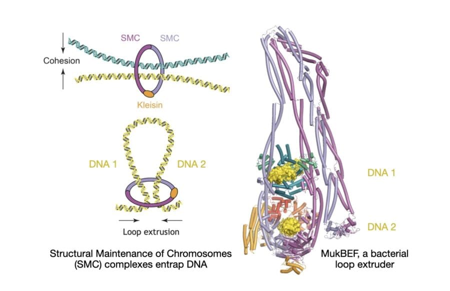 Cryo-EM structures of cohesin, condensin and bacterial MukBEF