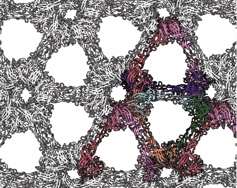 Molecular structure of an adeno-associated virus (AAV) capsid lattice, with repeating protein subunits forming an intricate network. Some units are colored.