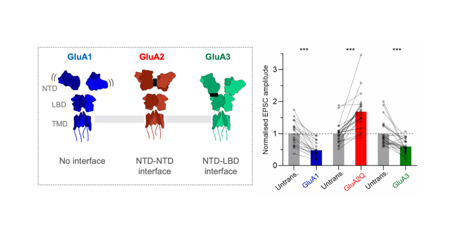 GluA1-3 subtypes.