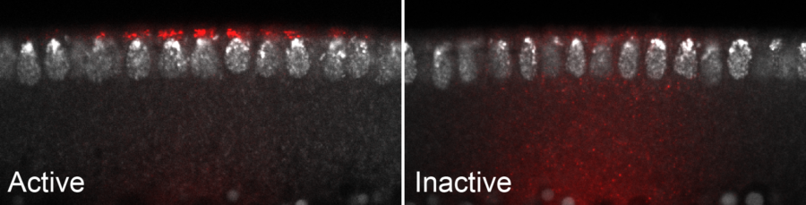 Images of blastoderm-stage Drosophila embryos with either localised or non-localised distributions of fluorescent mRNAs. mRNA signals are in red and nuclei are in grey