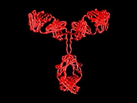 Red structure of an antibody, showcasing its distinctive ‘Y’ shape