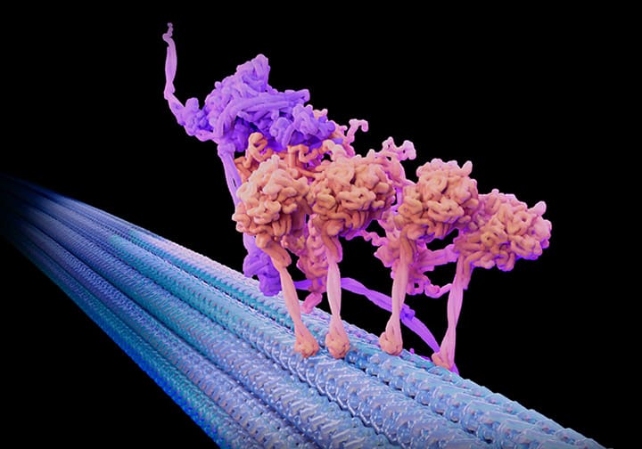 Dynein molecular motor complex (purple and tan) with multiple ATPase heads moving along a blue microtubule track.