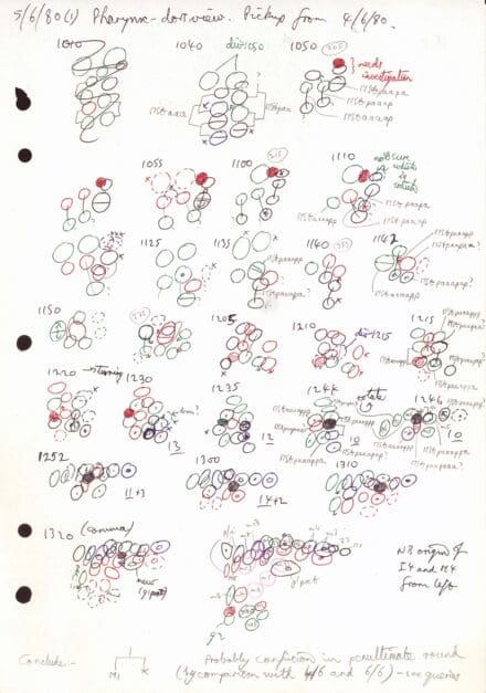 A sheet of paper with annotated, hand drawn circles indicating dividing cells