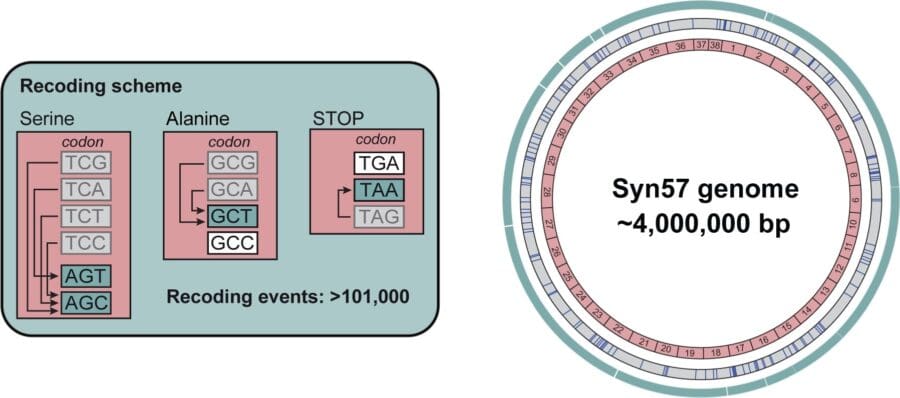 Flow chart indicating how the seven eliminated codons were recoded to synonymous codons for the same amino acid and stop signal alongside a wheel chart describing the Syn57 genome which as around four million base pairs