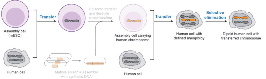 Assembly and transfer of a synthetic human chromosome into a human cell, yielding a diploid cell with the transferred chromosome.
