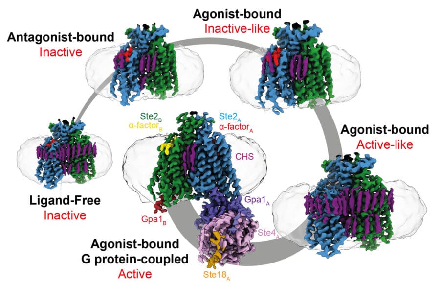 Five structures are depicted of the Ste2 dimer (blue and green) embedded in a detergent micelle (grey) and surrounded by sterols (purple). Binding of the agonist a-factor (red or pink), results in a conformation change that allows coupling of two heterotrimeric G proteins (each composed of Gpa1, Ste4, Ste18), only one of which (Gpa1A in the figure) is ordered at any given time. Only the C-terminal a-helix of the other G protein (Gpa1B) is ordered and modelled in the structure