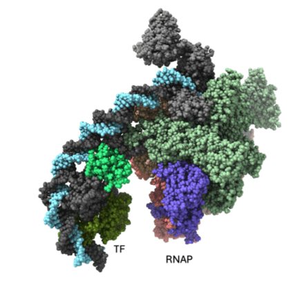The image shows an RNA polymerase binding to promoter DNA in juxtaposition to the activating transcription activation factor CAP (Catabolite Activator Protein). The polymerase on the right has a conical form consistent with its proposed function as a conical spring.