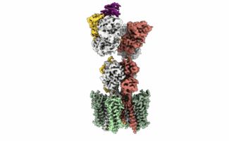 Cryo-EM structure of a glutamate receptor (AMPA receptor) complex, showing its multi-subunit architecture with distinct domains in different colors.