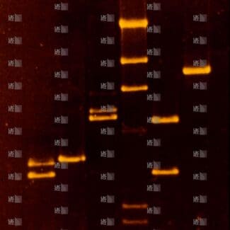 DNA fragments separated by size are visible as fluorescent bands in multiple lanes on a gel electrophoresis image with LMB logo watermark overlay.