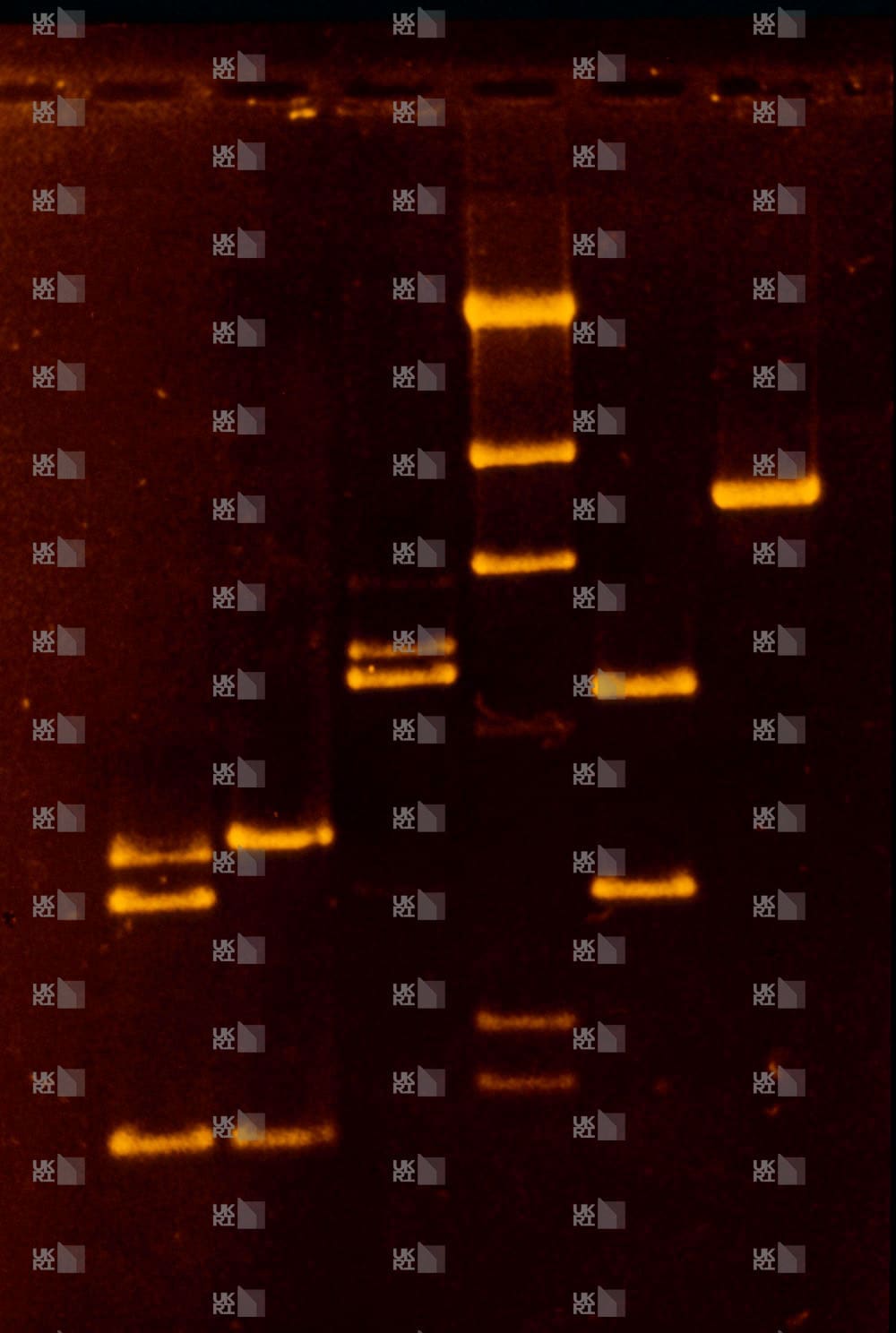 DNA fragments separated by size are visible as fluorescent bands in multiple lanes on a gel electrophoresis image with LMB logo watermark overlay.