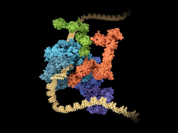 Molecular model of a replisome, a multi-protein complex (colored blobs) actively replicating a DNA double helix (yellow strand).
