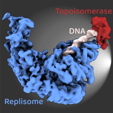 Replisome complex (blue) engages DNA (white), which is simultaneously bound by topoisomerase (red) during DNA replication.
