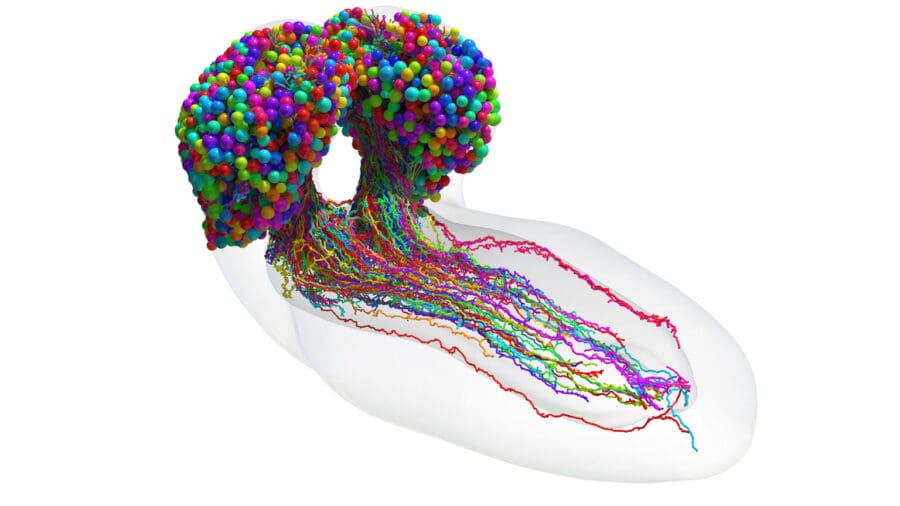 3D rendered image showing morphologies of all individual neurons (in different colours) in the Drosophila larval brain