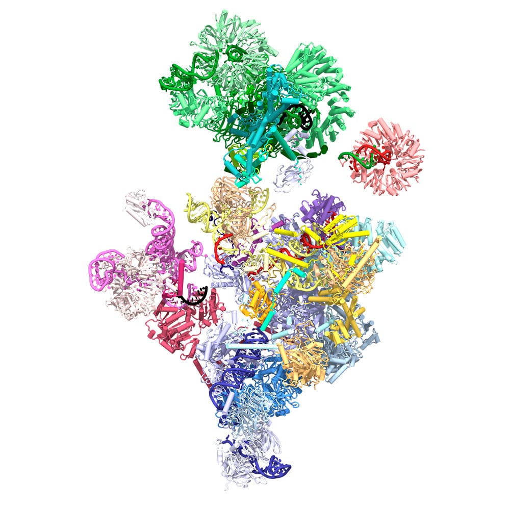 Structure of a human spliceosome before 5’ splice site transfer