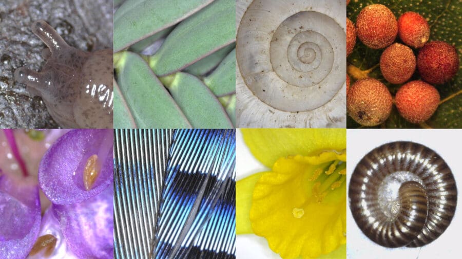 Eight close-up images of nature: a slug, succulent leaves, a snail shell, clustered round objects, two flowers, a blue feather, and a coiled millipede.