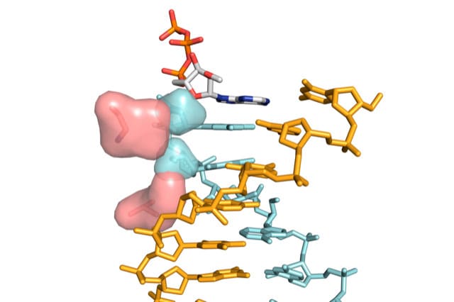 The enzyme’s ‘gatekeeper’ positions identified in this study