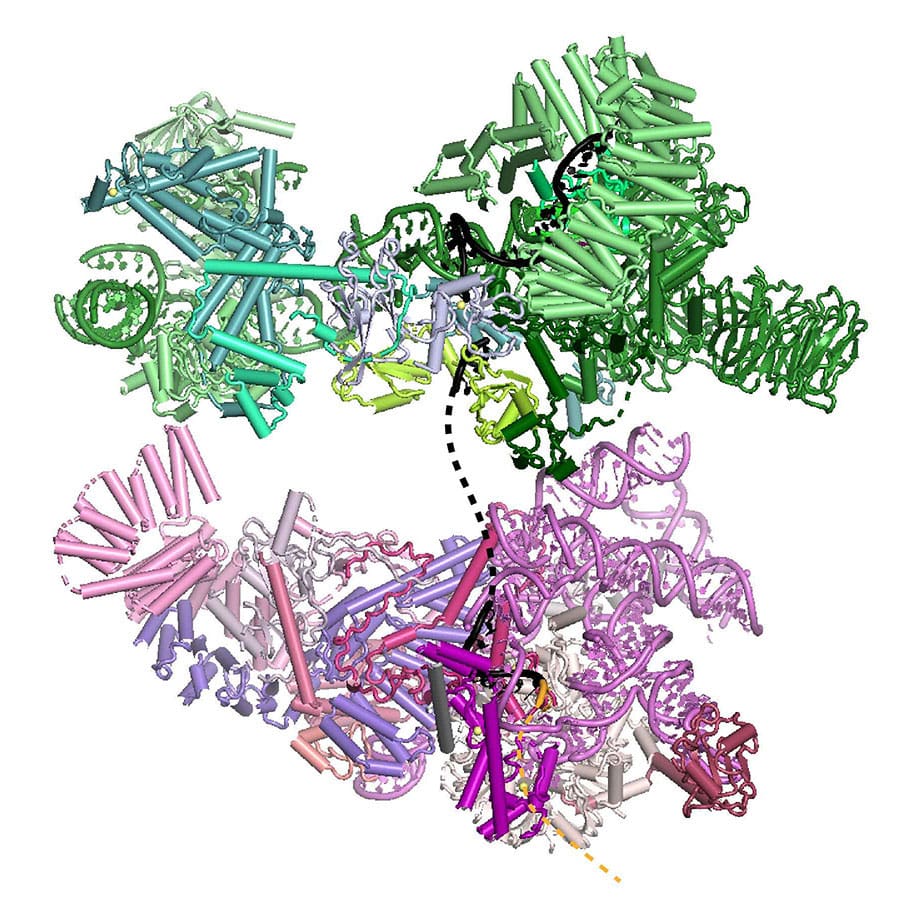 Two alternative splicing factors
