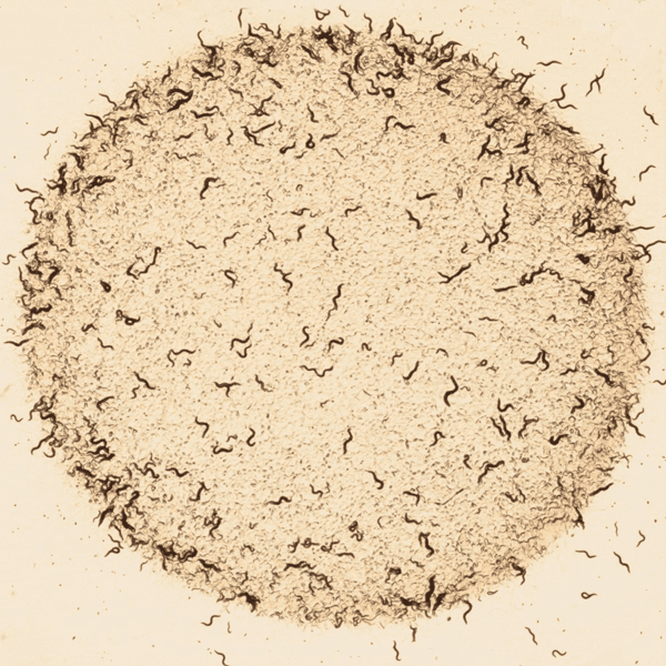 Mutant worms feeding alone