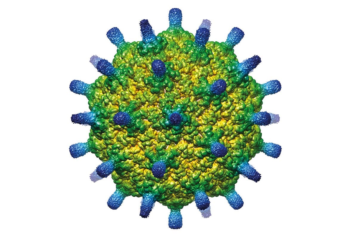 An Arc viral-like capsid