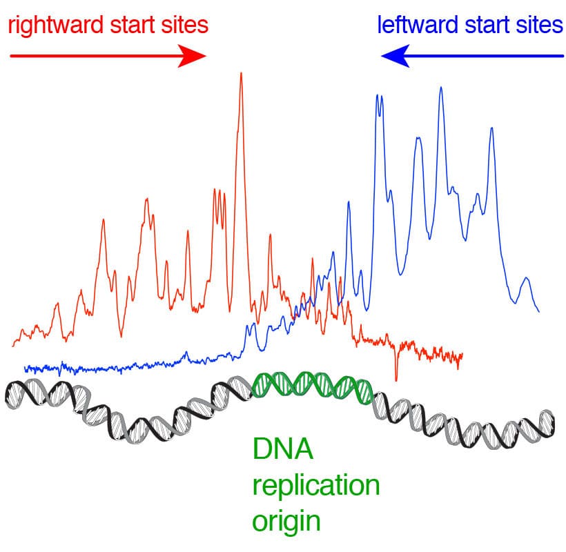 Mapping start sites for DNA replication