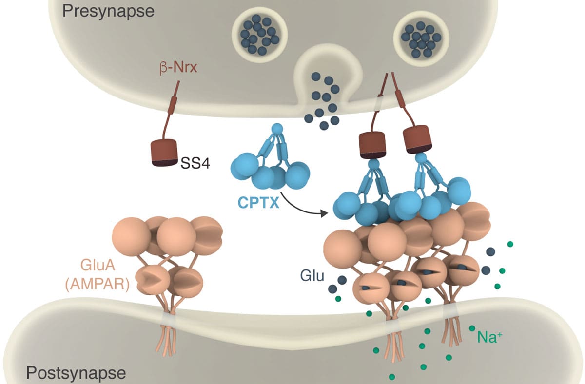 Cartoon illustrating how CPTX works by forming a molecular bridge between pre- and post-synaptic neurons