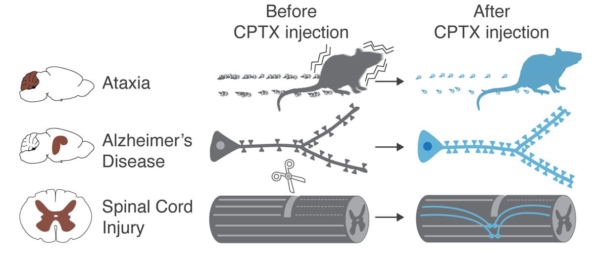 Summary of CPTX impact upon injection in animal models of Ataxia, Alzheimer’s Disease and spinal cord injury