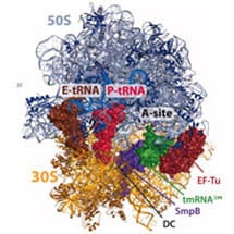 Bacteria Rescue Stalled Ribosomes