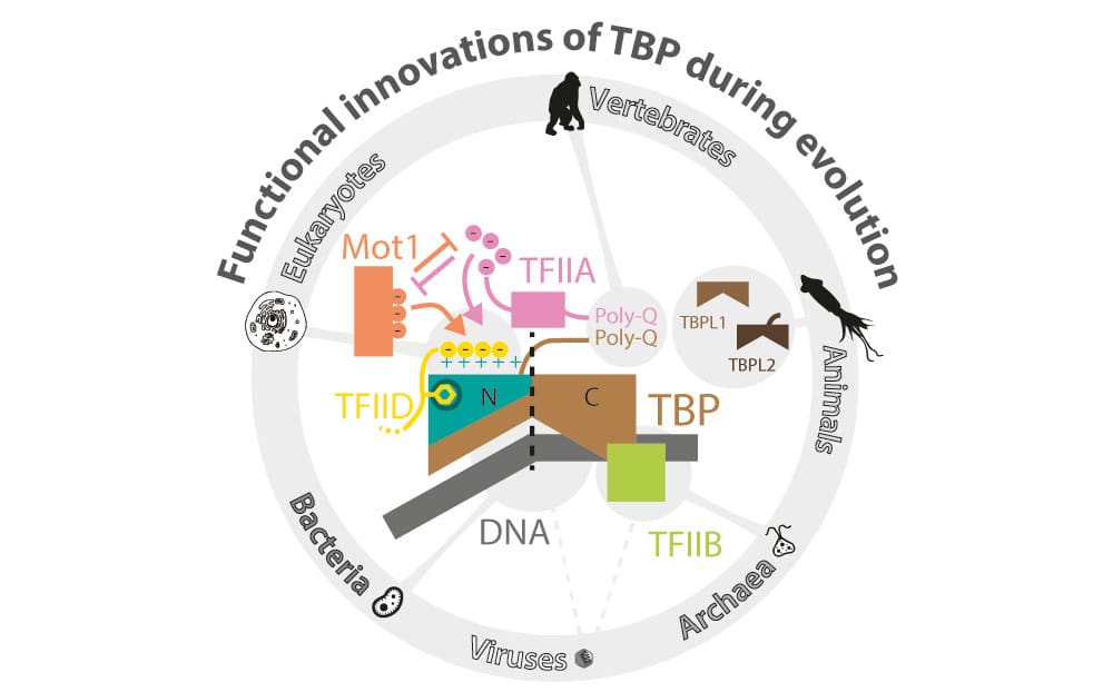 Functional innovations of TBP