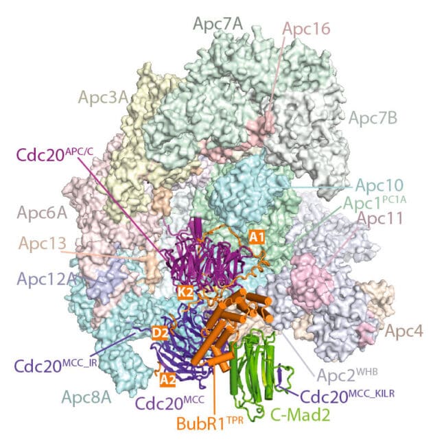 Molecular basis of APC/C regulation by the spindle assembly checkpoint ...