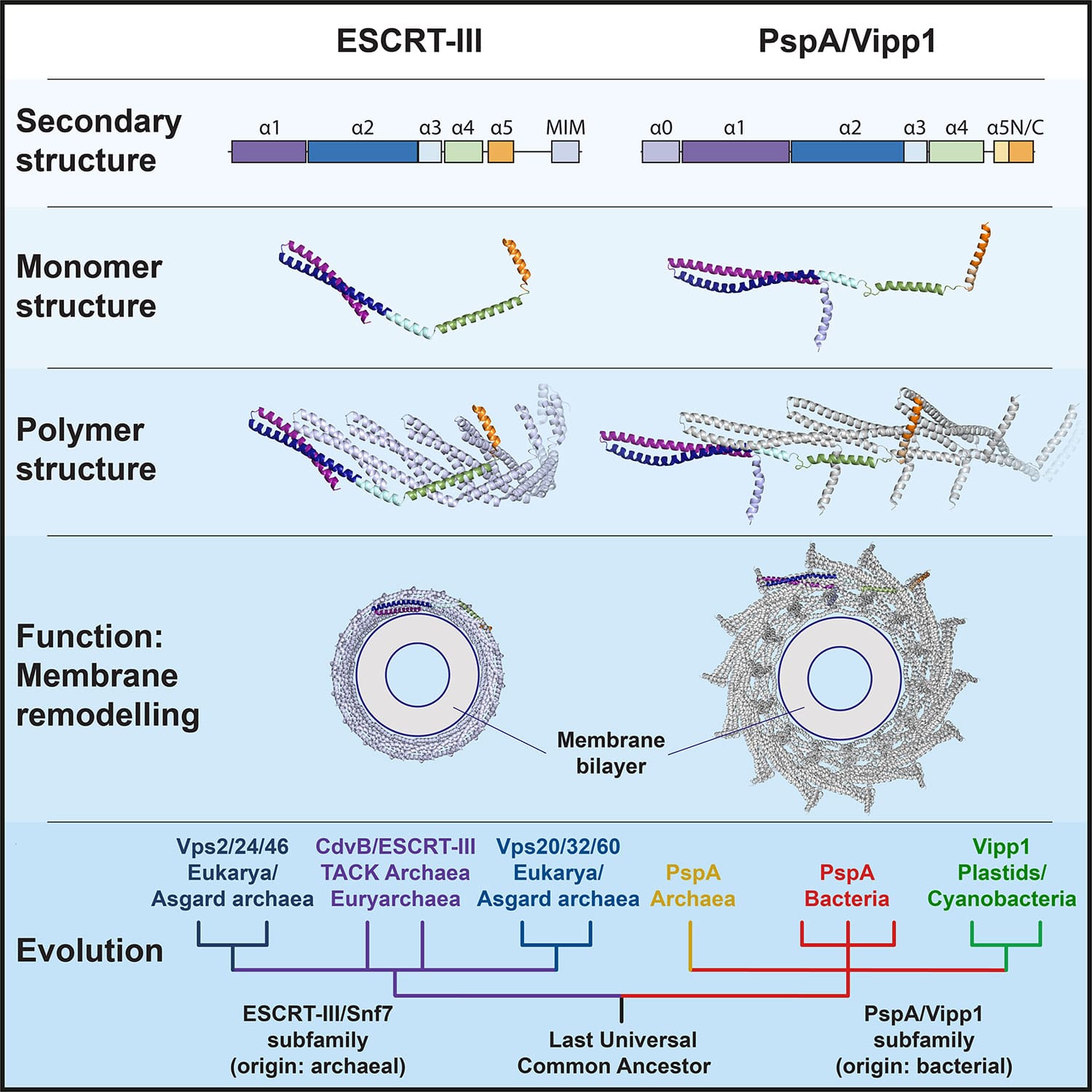 Comparison of ESCRT-III and PspA/Vipp1 protein families. Their secondary structure patterns, monomeric and polymeric structures, membrane remodeling functions and a proposed evolutionary path for the entire superfamily are shown.