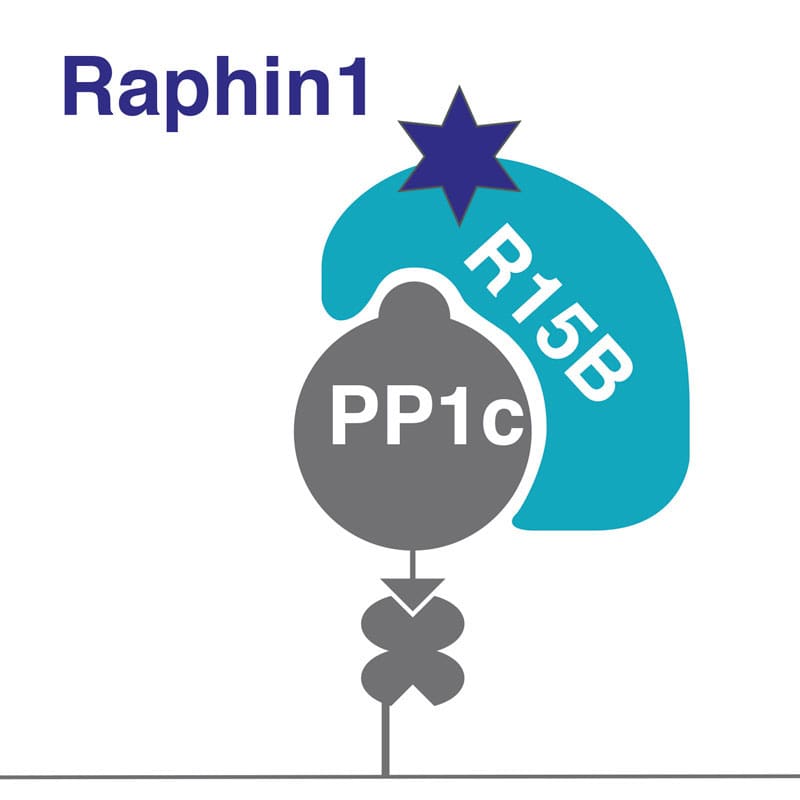 New method identifies a selective inhibitor of PPP1R15B, a potential target for Huntington’s disease