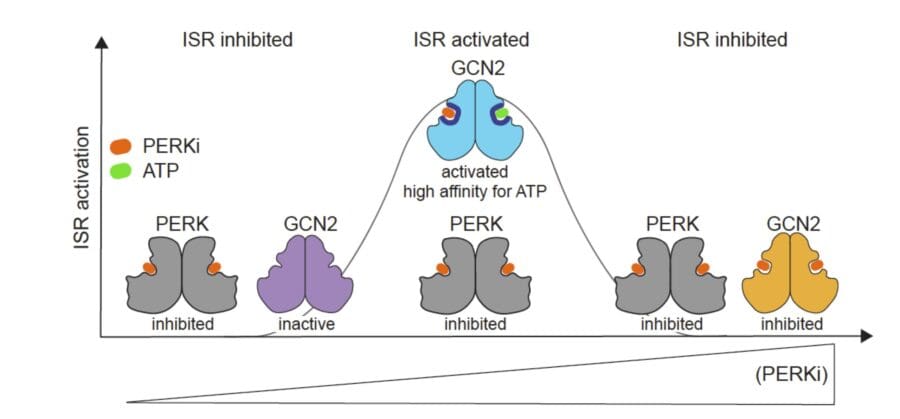 Graphic model illustrating that as PERK inhibitor concentration increases, off-target binding of the PERK inhibitor to one subunit of the GCN2 dimer occurs, leading to ISR activation. As the PERK inhibitor concentration increases further, both PERK and GCN2 are inhibited and ISR is then inhibited.