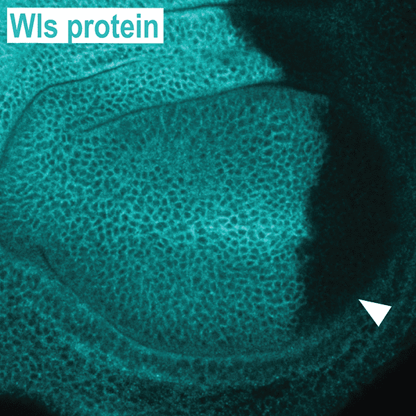 Use of tRNA-gRNA arrays to disrupt production of a protein in a specific tissue