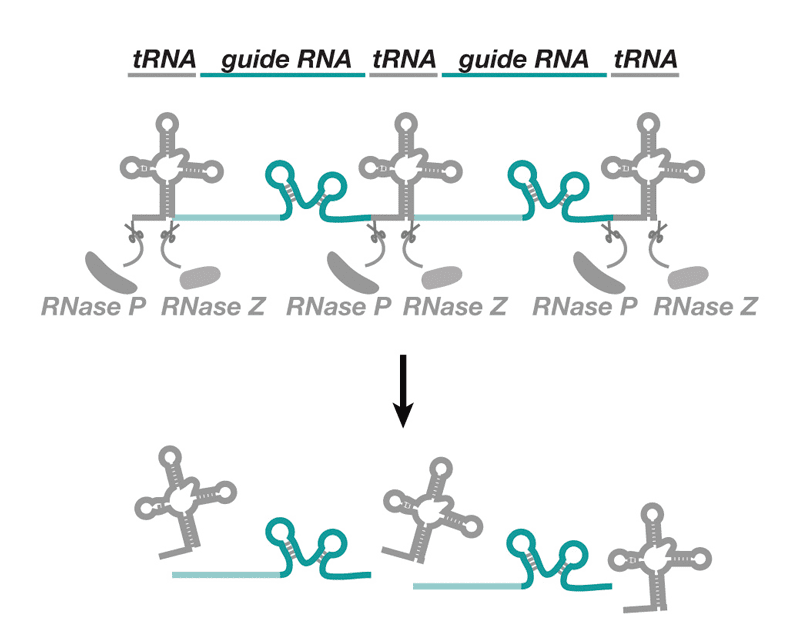 Production of multiple gRNAs from tRNA-gRNA arrays