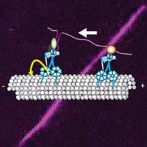 Bullock_LMB_news14_215