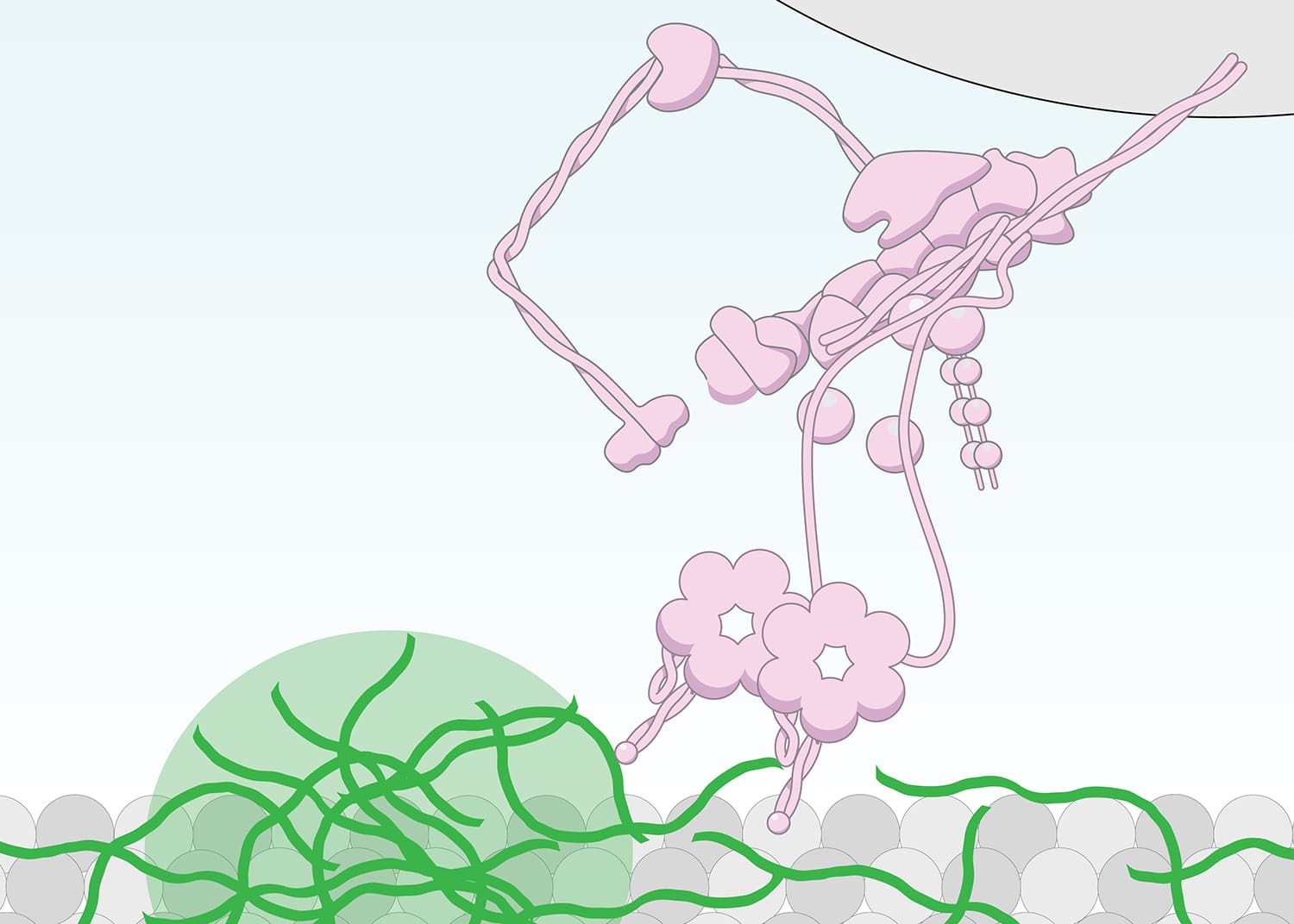 Cartoon showing model for how motor neurone disease-associated peptides impair movement of a key microtubule motor.