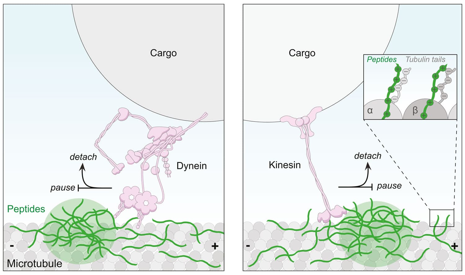Disease-associated peptides, which are rich in the positively-charged amino acid arginine, bind the negatively-charged tails of the tubulin protein that make up the microtubule track. Build-up of these peptides on microtubules (green circles) block movement of cargoes carried by the two major types of microtubule motor: dynein and kinesin.