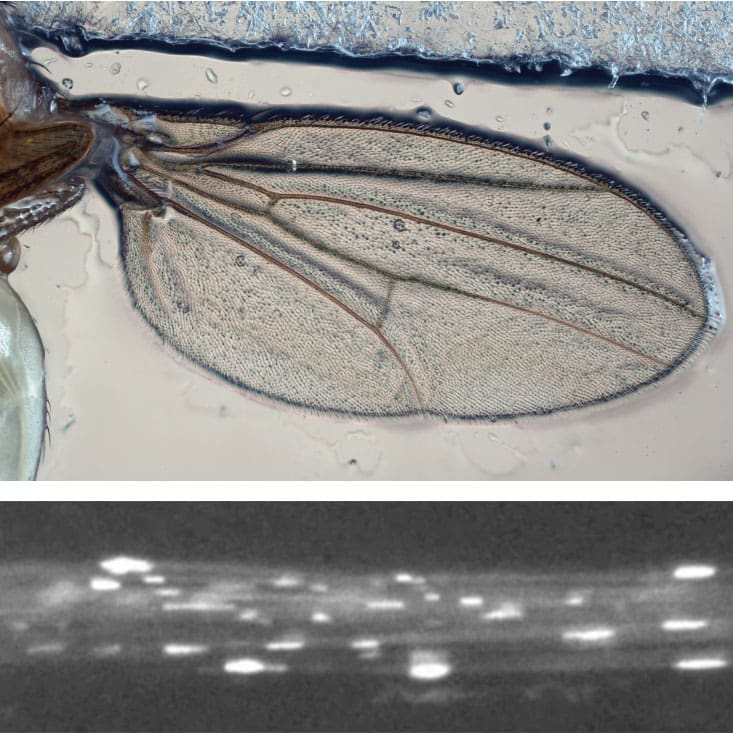 Fruit fly wing