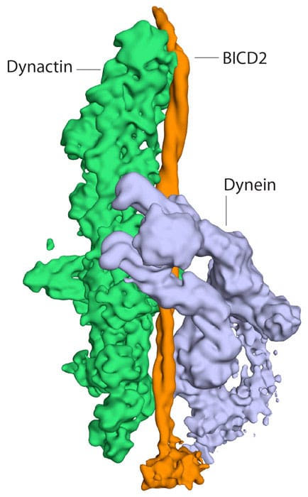 Andrew Carter - Dynactin