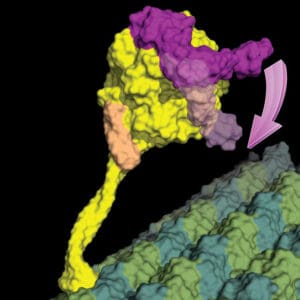 Dynune Example Structure of human dynein shows the powerstroke mechanism | MRC ...