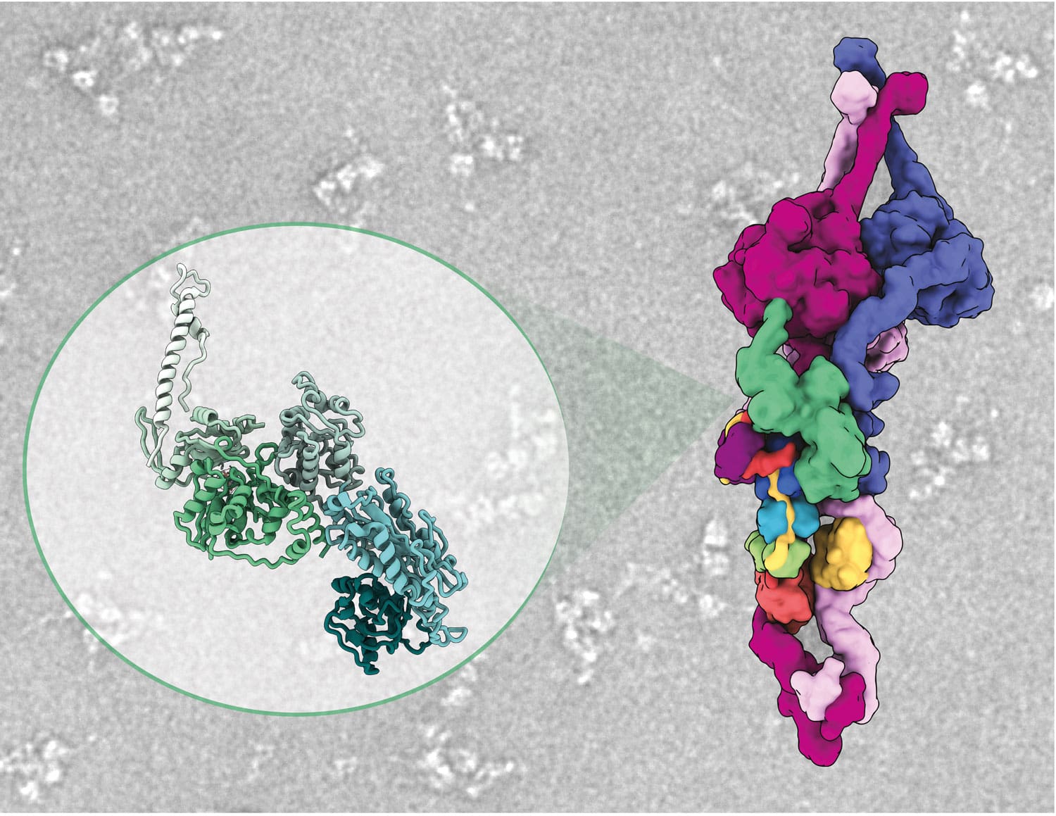 Cryo-EM structure of an ODA bound by Shulin