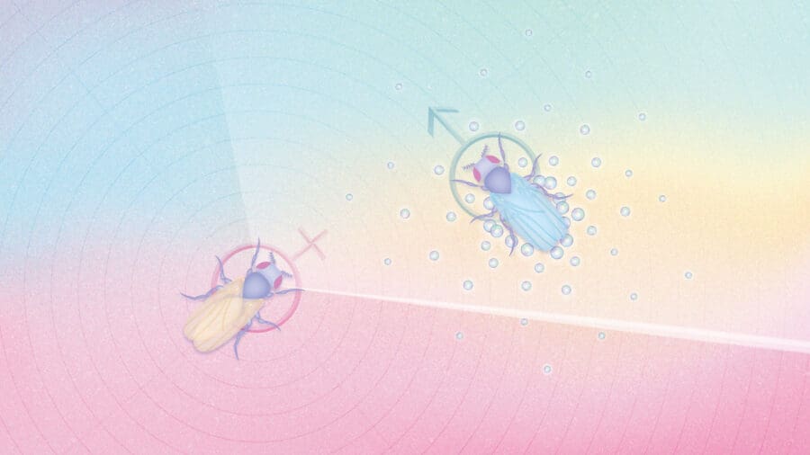 Drosophila male surrounded by chemical signals, with a female fly in an area of influence, depicting sex-specific chemosensory interaction.