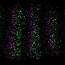 Cellular Transport Systems