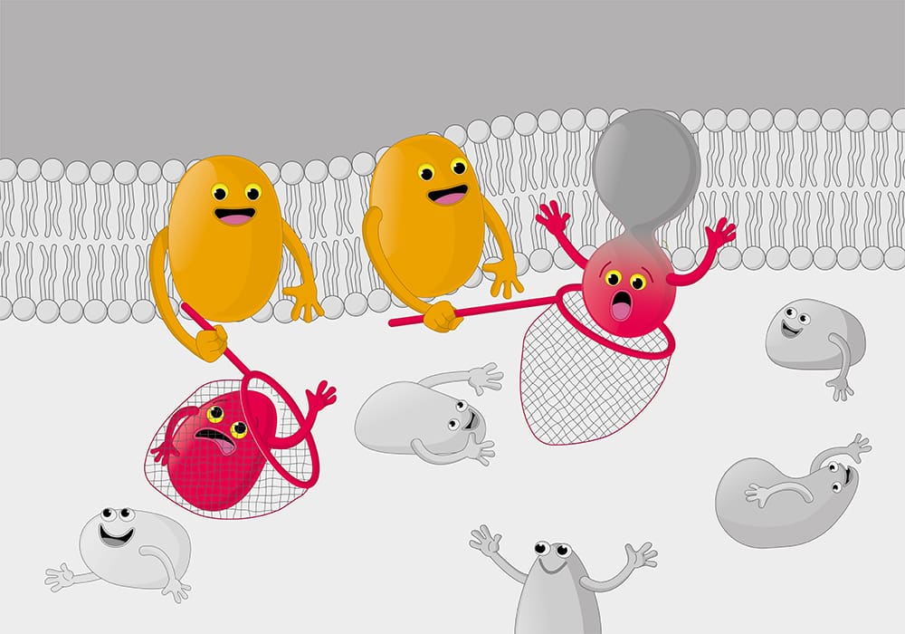 Light-activated Dap (yellow) captures protease and hydrolase substrates (red)